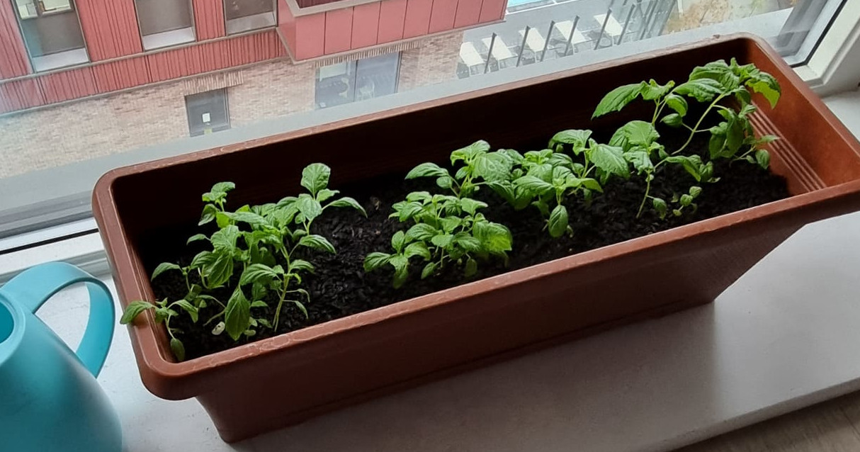 The Creator of Light and Programmer of LEDs.